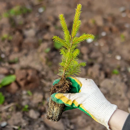 sazenice dřevin vitalita silvamix