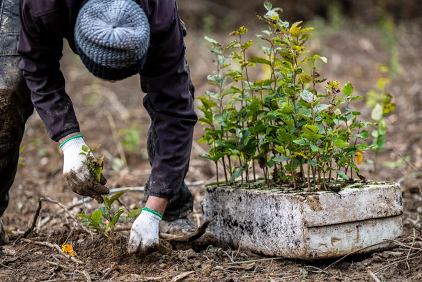 shutterstock_2375662805