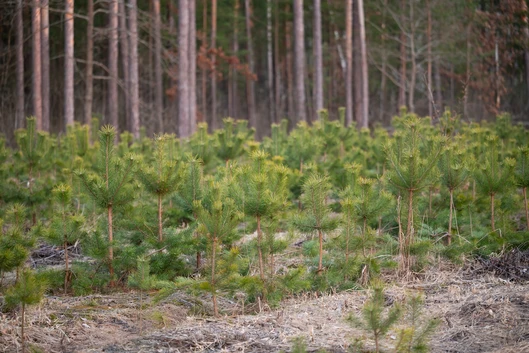 Hnojivo SILVAMIX jako kl&iacute;čov&yacute; n&aacute;stroj pro obnovu zničen&yacute;ch lesn&iacute;ch porostů po kalamit&aacute;ch